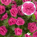 Bild von Calibrachoa double P12 Rose